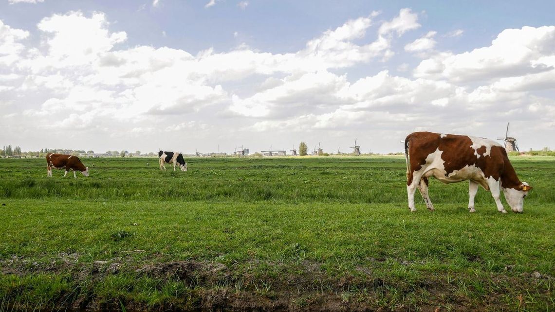 Cattle grazing in a green pasture under a cloudy sky