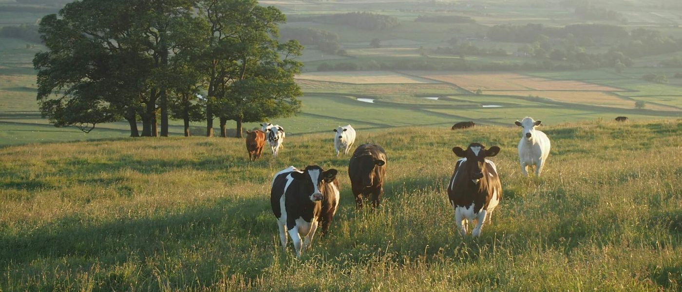 Cattle grazing on open green pasture at golden hour, with rolling hills and trees in the background.